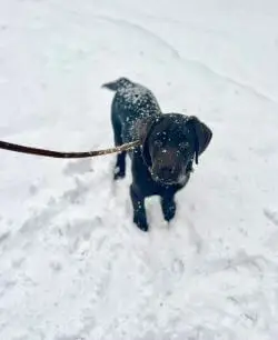 Cooper's First snowfall